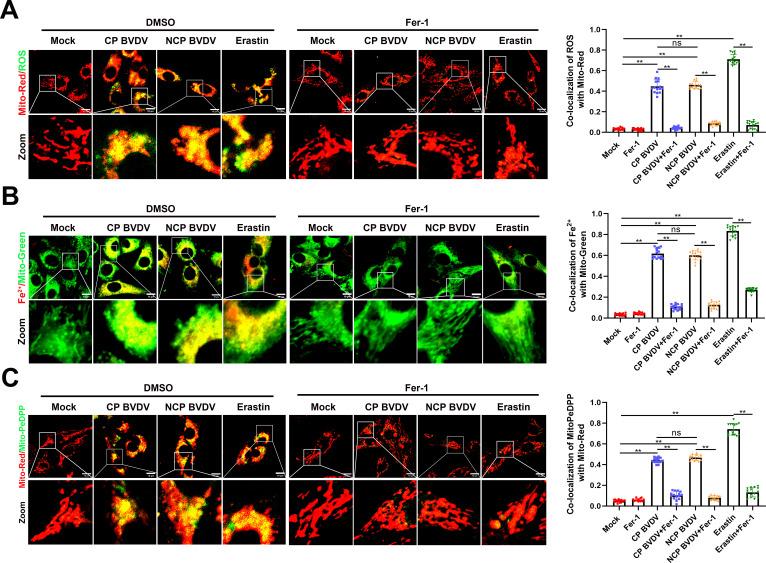 https://cdn.ncbi.nlm.nih.gov/pmc/blobs/5bf2/10878082/64137d4af19b/jvi.01880-23.f003.jpg