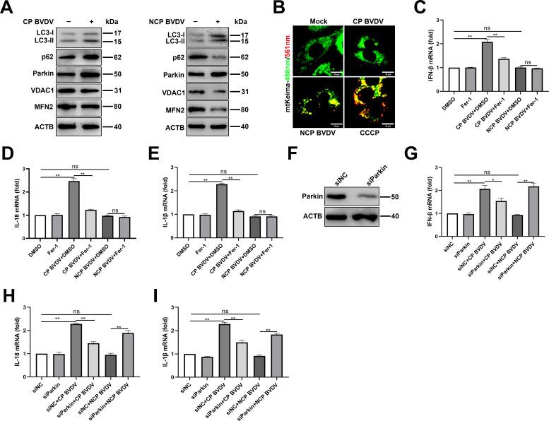 https://cdn.ncbi.nlm.nih.gov/pmc/blobs/5bf2/10878082/66cd41b96e7f/jvi.01880-23.f008.jpg