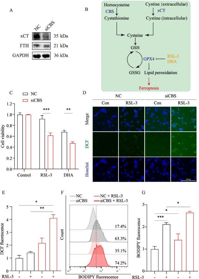 https://cdn.ncbi.nlm.nih.gov/pmc/blobs/5bf2/12328571/c3497eed78bd/41598_2025_12460_Fig7_HTML.jpg