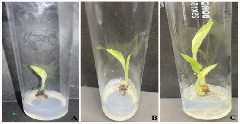 https://cdn.ncbi.nlm.nih.gov/pmc/blobs/5bf4/11244278/27b465f18772/plants-13-01819-g002.jpg