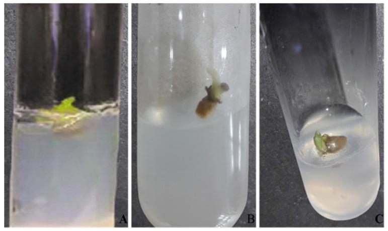 https://cdn.ncbi.nlm.nih.gov/pmc/blobs/5bf4/11244278/fa54d9668ef5/plants-13-01819-g001.jpg