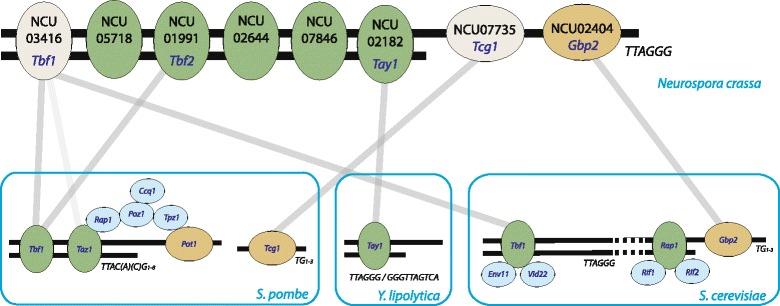 https://cdn.ncbi.nlm.nih.gov/pmc/blobs/5c09/4650311/43dfeb999089/12864_2015_2158_Fig4_HTML.jpg