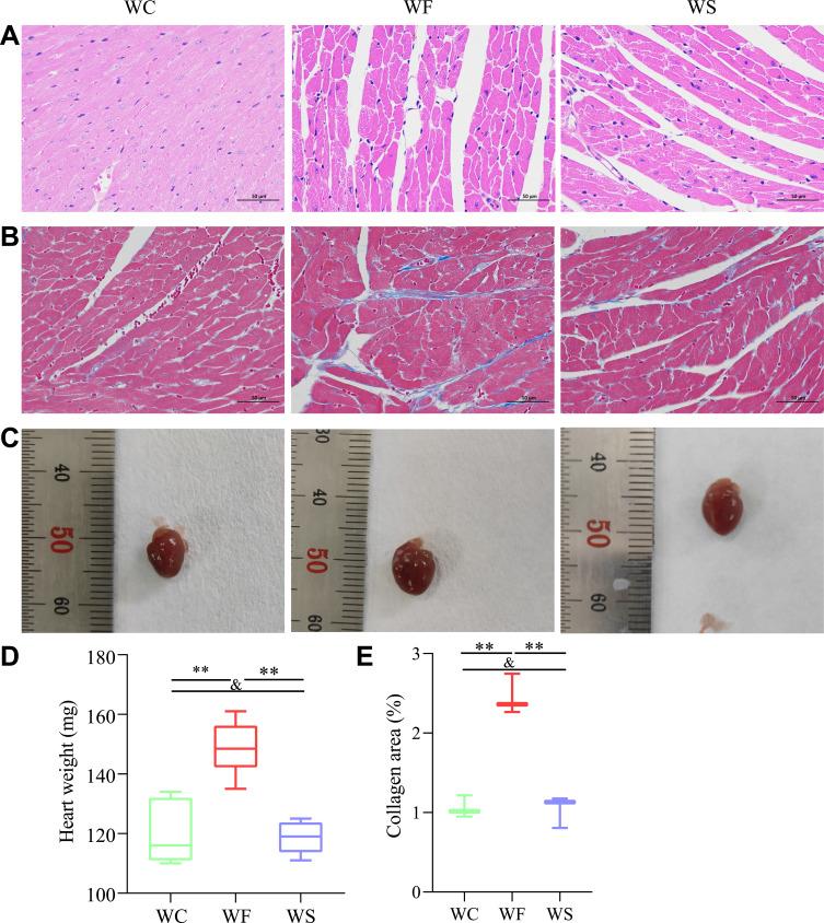 https://cdn.ncbi.nlm.nih.gov/pmc/blobs/5c09/9704011/2ba3965ba6bb/JIR-15-6409-g0003.jpg