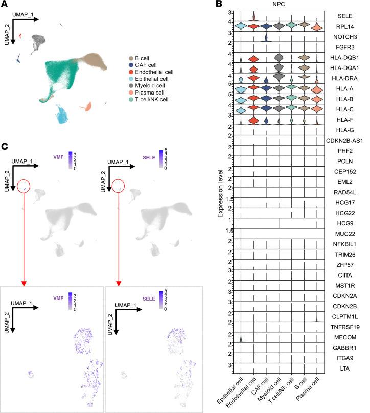 https://cdn.ncbi.nlm.nih.gov/pmc/blobs/5c0a/11684818/e835ca4129fe/jci-135-182768-g137.jpg