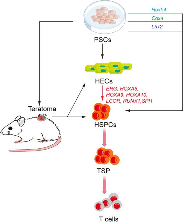 https://cdn.ncbi.nlm.nih.gov/pmc/blobs/5c0d/9107657/1ae41cd5a30c/40164_2022_285_Fig5_HTML.jpg