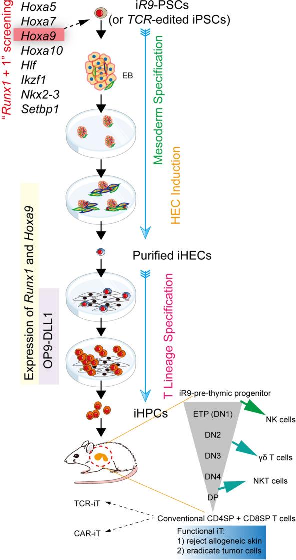 https://cdn.ncbi.nlm.nih.gov/pmc/blobs/5c0d/9107657/39c3d96f0c2d/40164_2022_285_Fig4_HTML.jpg
