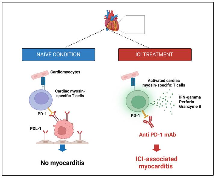 https://cdn.ncbi.nlm.nih.gov/pmc/blobs/5c0f/11987928/37a12558c853/cancers-17-01059-g004.jpg
