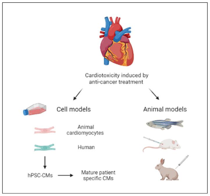 https://cdn.ncbi.nlm.nih.gov/pmc/blobs/5c0f/11987928/8fbb89f699c3/cancers-17-01059-g002.jpg