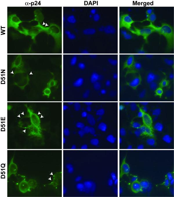 https://cdn.ncbi.nlm.nih.gov/pmc/blobs/5c0f/2064932/032c7f5fc6dc/1742-4690-4-69-8.jpg