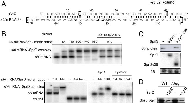 https://cdn.ncbi.nlm.nih.gov/pmc/blobs/5c0f/2880579/4b209d237b57/ppat.1000927.g003.jpg