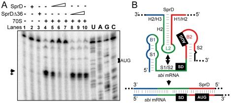 https://cdn.ncbi.nlm.nih.gov/pmc/blobs/5c0f/2880579/7d7103d991c6/ppat.1000927.g005.jpg