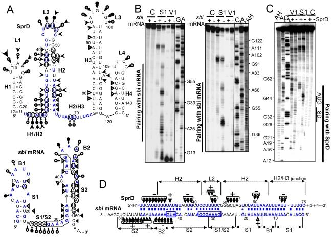 https://cdn.ncbi.nlm.nih.gov/pmc/blobs/5c0f/2880579/c1290a7727f2/ppat.1000927.g004.jpg