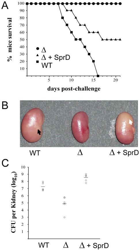 https://cdn.ncbi.nlm.nih.gov/pmc/blobs/5c0f/2880579/fe332f8bcd4e/ppat.1000927.g006.jpg