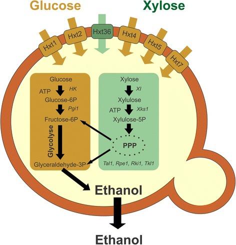 https://cdn.ncbi.nlm.nih.gov/pmc/blobs/5c0f/4263072/1dc33282ca7a/13068_2014_168_Fig1_HTML.jpg