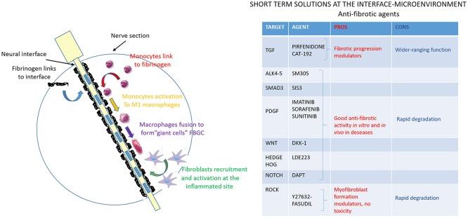 https://cdn.ncbi.nlm.nih.gov/pmc/blobs/5c11/5592213/4dde622ef73f/fnins-11-00497-g0005.jpg
