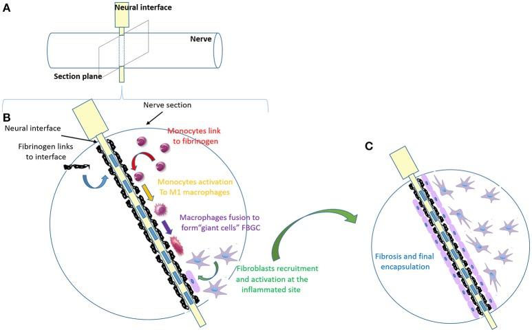 https://cdn.ncbi.nlm.nih.gov/pmc/blobs/5c11/5592213/d345b762c95f/fnins-11-00497-g0002.jpg