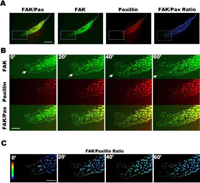 https://cdn.ncbi.nlm.nih.gov/pmc/blobs/5c14/4129417/4890bad67100/srep06024-f2.jpg
