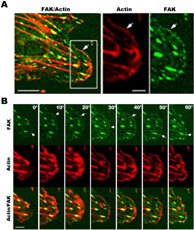 https://cdn.ncbi.nlm.nih.gov/pmc/blobs/5c14/4129417/56beecd24d74/srep06024-f5.jpg