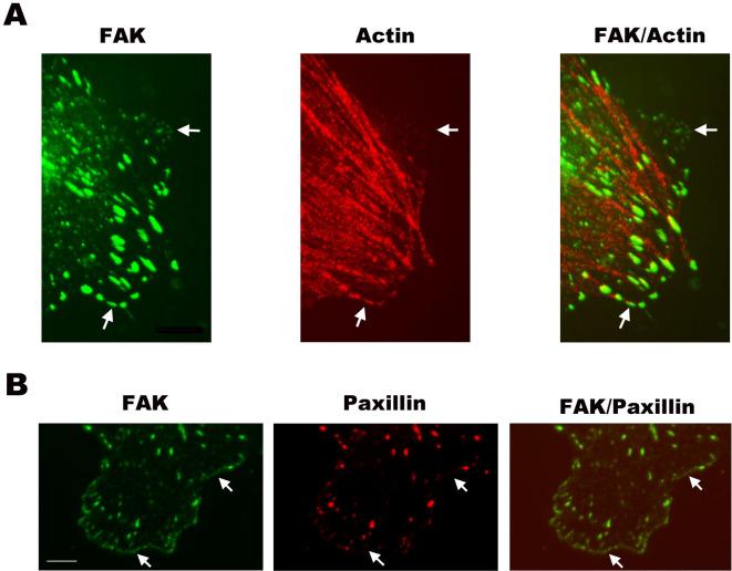 https://cdn.ncbi.nlm.nih.gov/pmc/blobs/5c14/4129417/fa2d84e5d4ab/srep06024-f6.jpg
