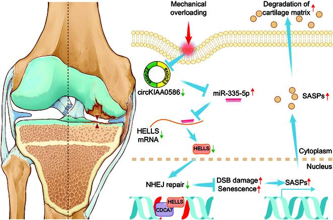 https://cdn.ncbi.nlm.nih.gov/pmc/blobs/5c15/12059312/19dbcd89f4ba/research.0694.fig.007.jpg