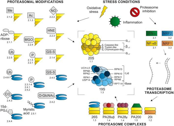 https://cdn.ncbi.nlm.nih.gov/pmc/blobs/5c16/6646590/142ea12e2c6c/fmolb-06-00048-g0001.jpg