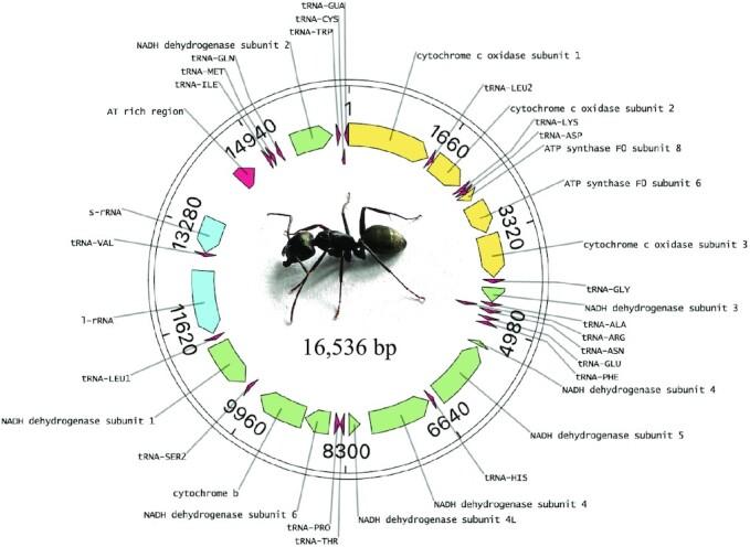 https://cdn.ncbi.nlm.nih.gov/pmc/blobs/5c16/9841434/76e2400db787/gkac510fig5.jpg