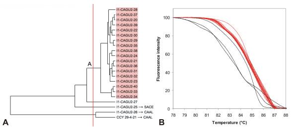 https://cdn.ncbi.nlm.nih.gov/pmc/blobs/5c1a/2779194/89eef79319aa/1471-2180-9-234-13.jpg