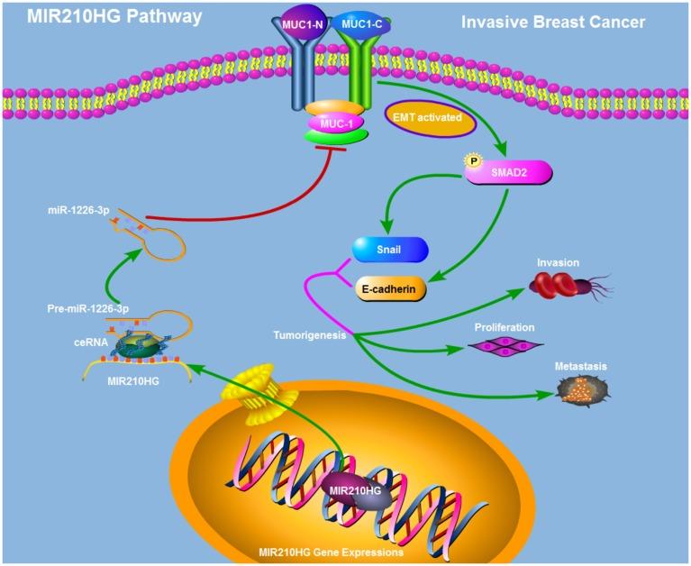 https://cdn.ncbi.nlm.nih.gov/pmc/blobs/5c1c/6710038/1b85690d1476/aging-11-102149-g007.jpg