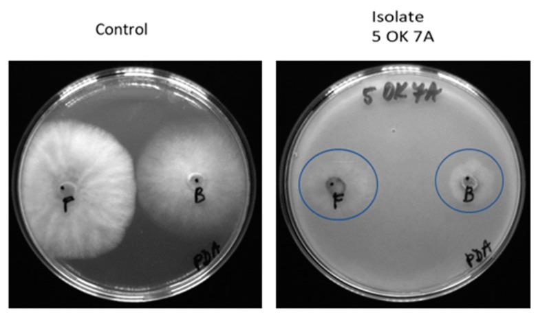 https://cdn.ncbi.nlm.nih.gov/pmc/blobs/5c1d/10672898/655d3babf2c5/microorganisms-11-02710-g004.jpg