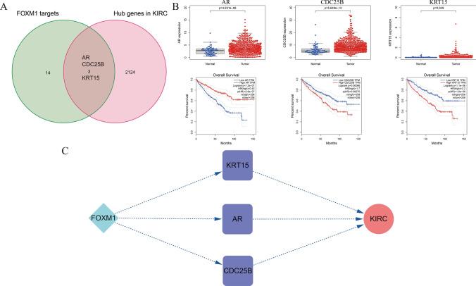 https://cdn.ncbi.nlm.nih.gov/pmc/blobs/5c1f/12037465/a6dc67eed352/12672_2025_2438_Fig10_HTML.jpg