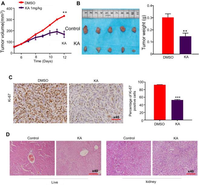 https://cdn.ncbi.nlm.nih.gov/pmc/blobs/5c20/8763937/2e67619b99a0/12020_2021_2822_Fig5_HTML.jpg