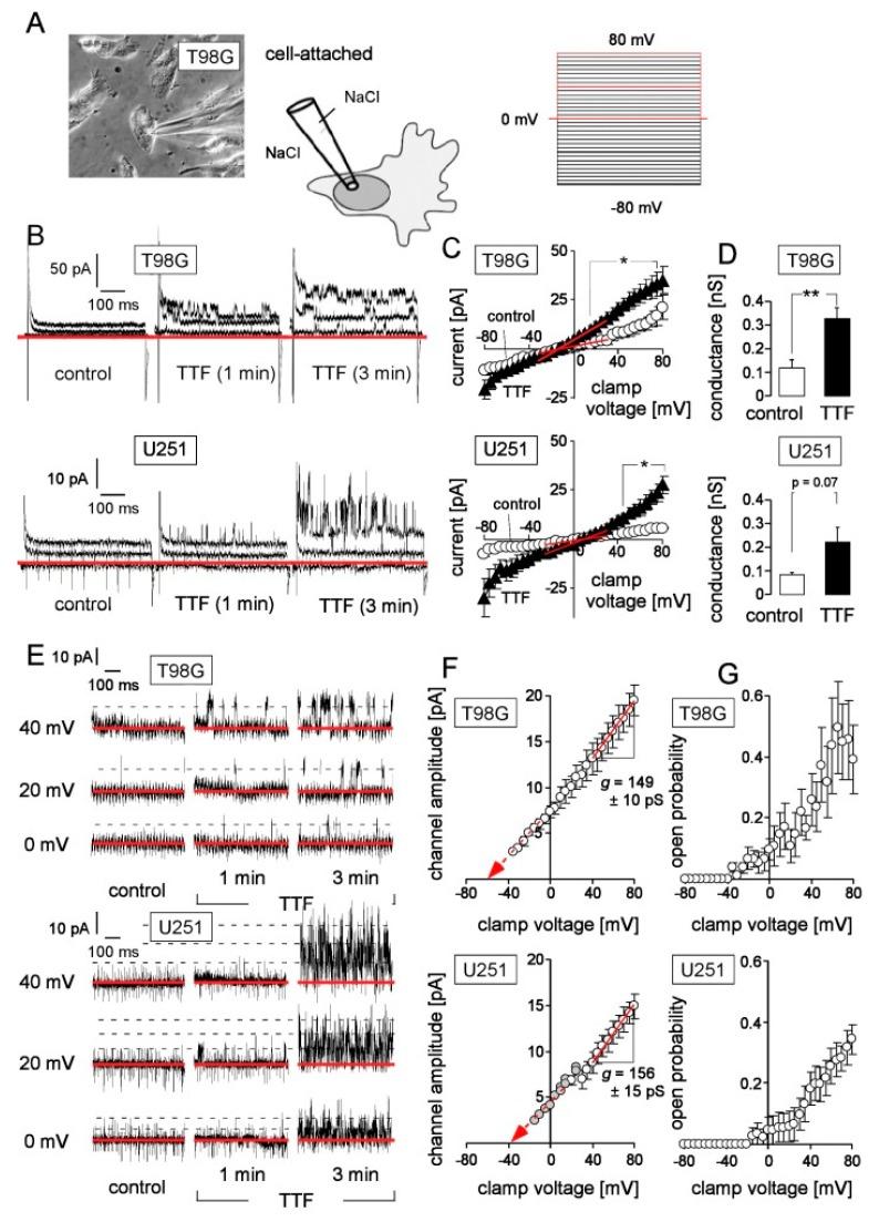 https://cdn.ncbi.nlm.nih.gov/pmc/blobs/5c27/6356873/a03aaf5001f6/cancers-11-00110-g003.jpg