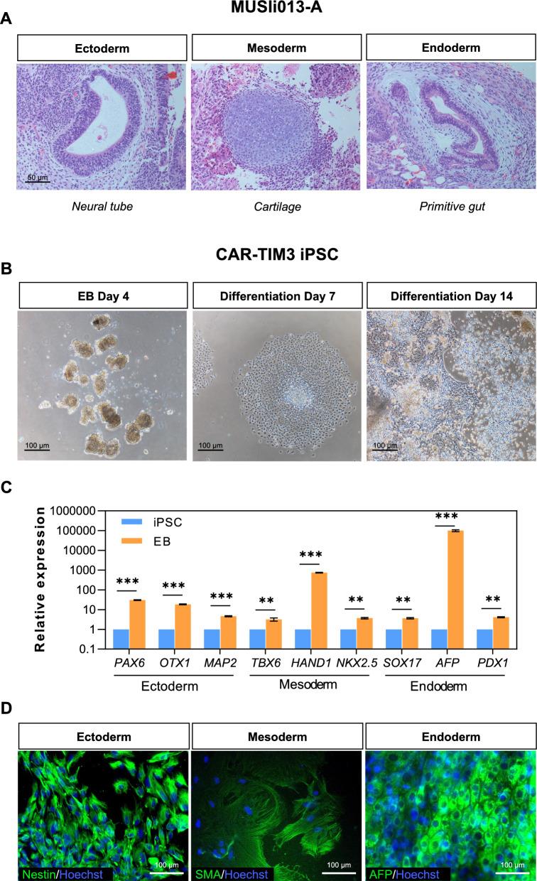 https://cdn.ncbi.nlm.nih.gov/pmc/blobs/5c2b/10680184/4cbcd9943468/12935_2023_3153_Fig3_HTML.jpg