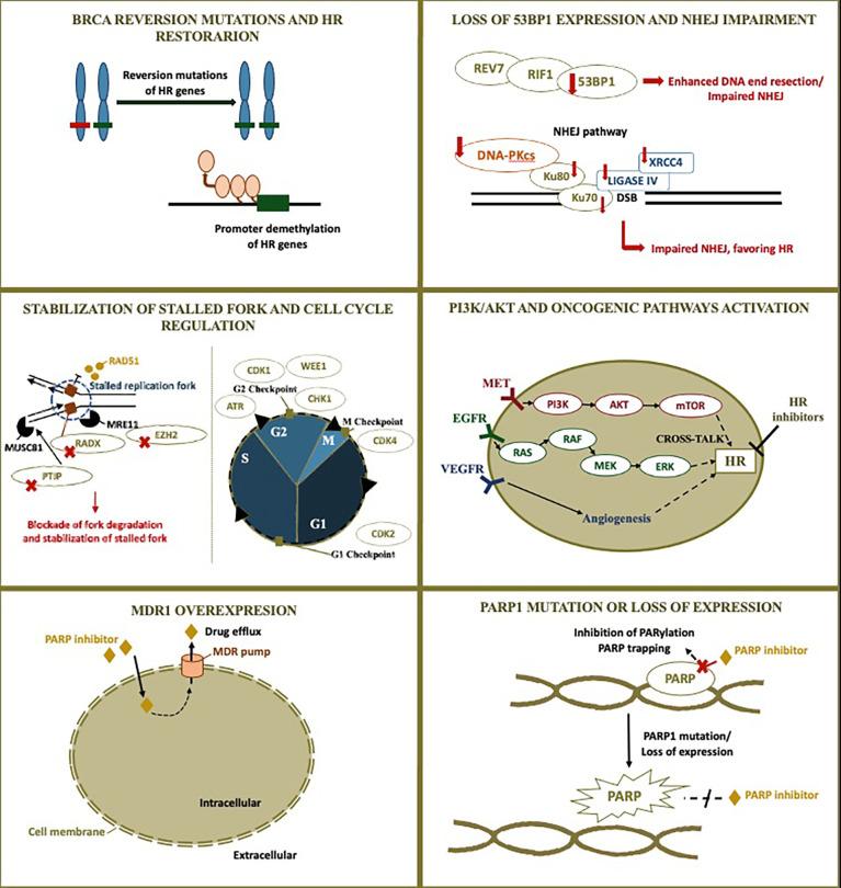 https://cdn.ncbi.nlm.nih.gov/pmc/blobs/5c2b/8715945/7839b23bcce0/fonc-11-754524-g001.jpg