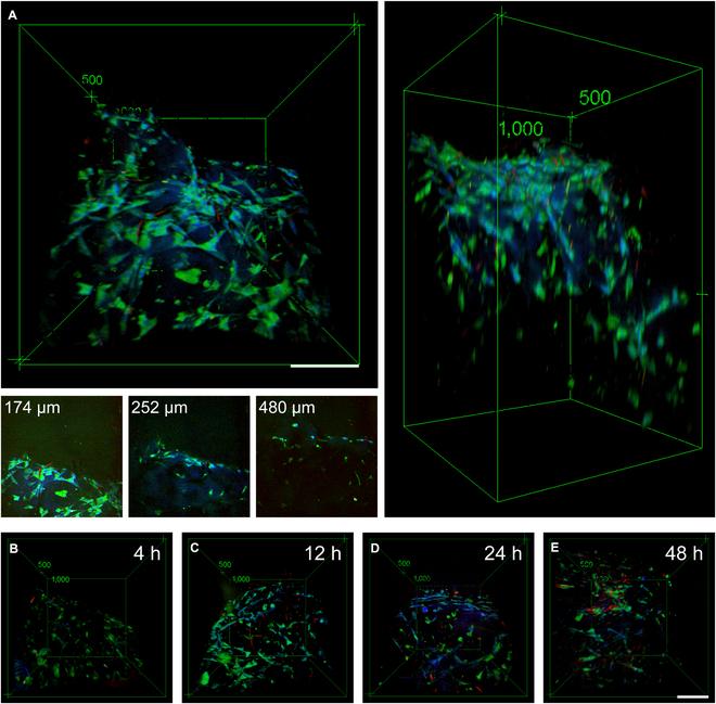 https://cdn.ncbi.nlm.nih.gov/pmc/blobs/5c30/11128648/2229202d7bb4/research.0373.fig.003.jpg