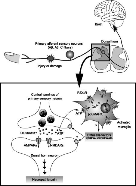 https://cdn.ncbi.nlm.nih.gov/pmc/blobs/5c36/2096535/c50ed8e8cf4e/11302_2005_Article_6210_Fig1.jpg