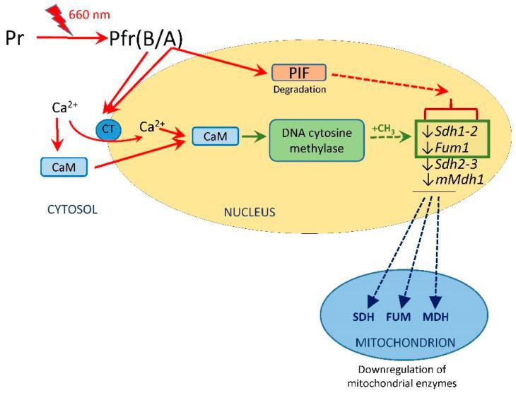 https://cdn.ncbi.nlm.nih.gov/pmc/blobs/5c39/10299040/c14a655c1e54/ijms-24-10211-g005.jpg