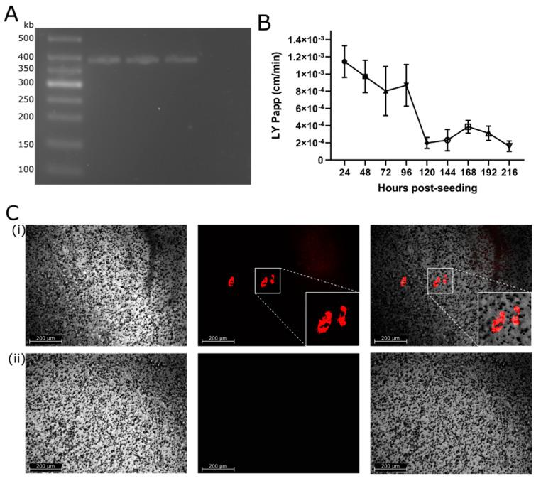 https://cdn.ncbi.nlm.nih.gov/pmc/blobs/5c39/10458464/b3e8f822256d/viruses-15-01674-g006.jpg