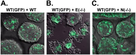 https://cdn.ncbi.nlm.nih.gov/pmc/blobs/5c3a/3925315/ad19b2b33abf/bio-03-02-121-f02.jpg