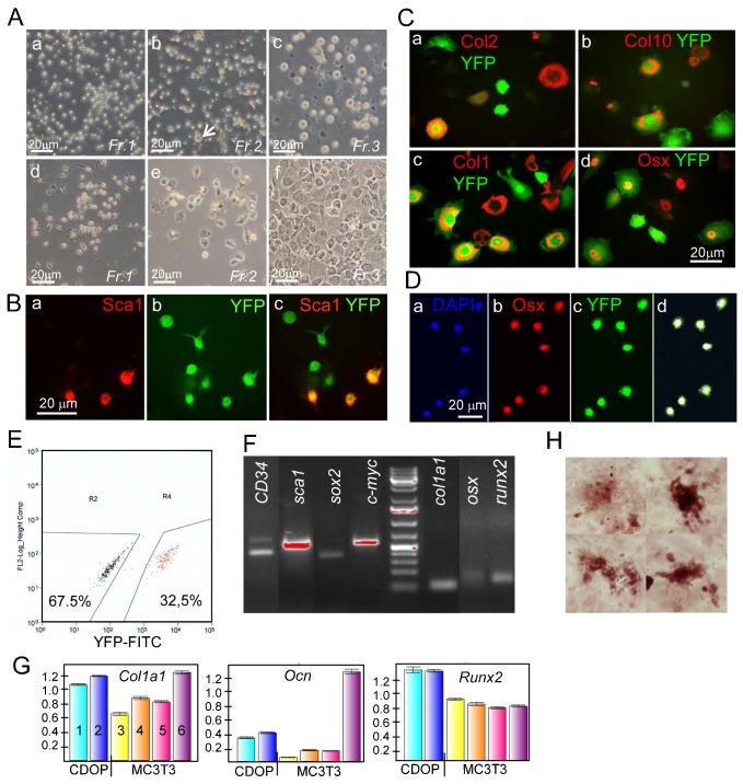 https://cdn.ncbi.nlm.nih.gov/pmc/blobs/5c3f/4434812/762c5bf17f6f/bio-04-05-608-f07.jpg