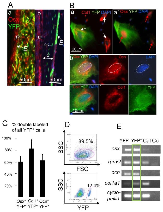 https://cdn.ncbi.nlm.nih.gov/pmc/blobs/5c3f/4434812/e349e21a4b52/bio-04-05-608-f04.jpg