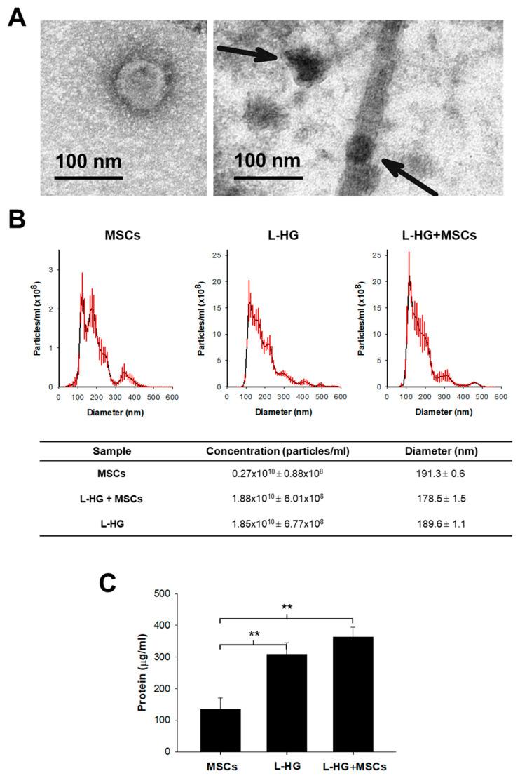 https://cdn.ncbi.nlm.nih.gov/pmc/blobs/5c3f/9692679/ff71ce76d730/polymers-14-04907-g002.jpg