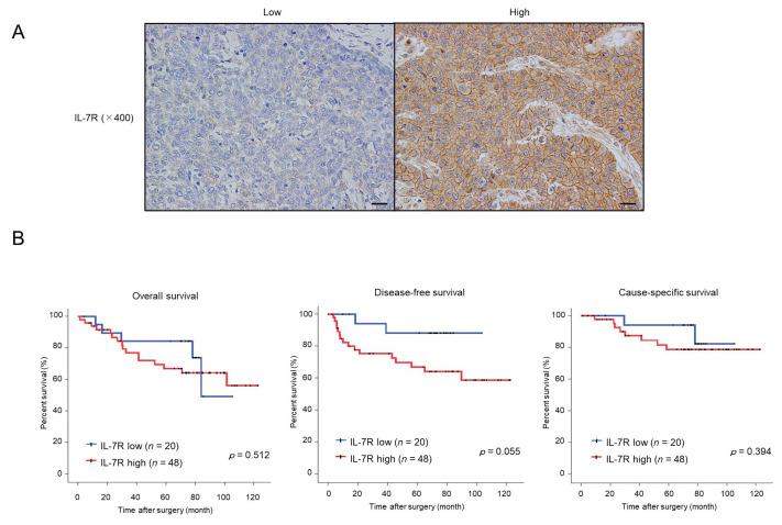 https://cdn.ncbi.nlm.nih.gov/pmc/blobs/5c41/9856499/fb49b3e5b046/cancers-15-00394-g006.jpg