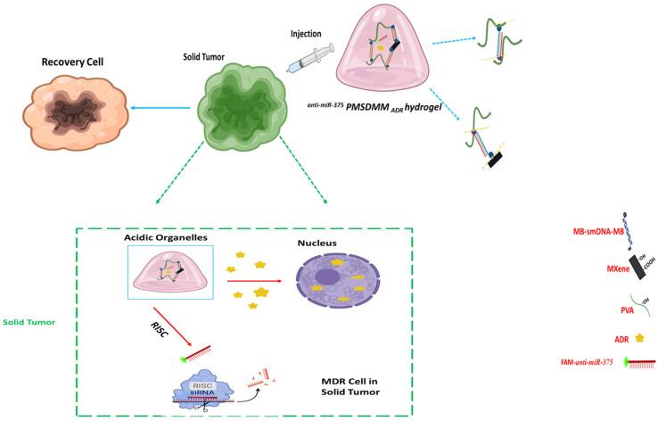 https://cdn.ncbi.nlm.nih.gov/pmc/blobs/5c45/12300088/65ad4b28f294/pharmaceutics-17-00823-g001.jpg