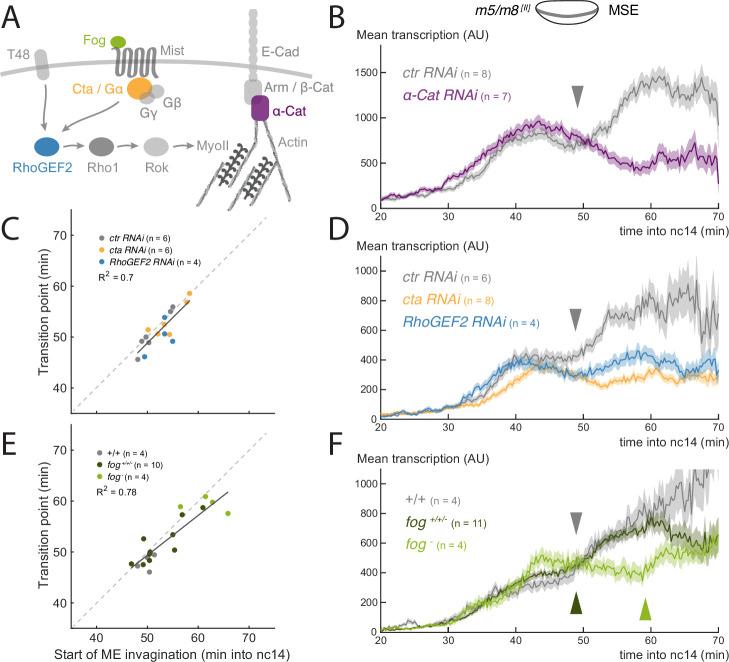 https://cdn.ncbi.nlm.nih.gov/pmc/blobs/5c49/9183233/0cb65560dd2c/elife-73656-fig2.jpg
