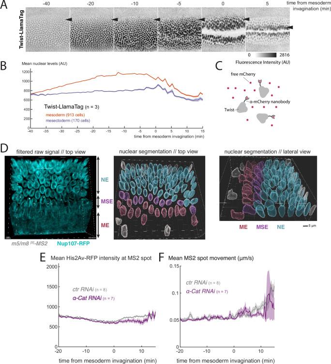 https://cdn.ncbi.nlm.nih.gov/pmc/blobs/5c49/9183233/6b64d293c16a/elife-73656-fig6.jpg