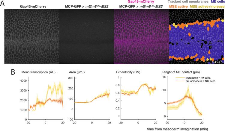 https://cdn.ncbi.nlm.nih.gov/pmc/blobs/5c49/9183233/971c434e0380/elife-73656-fig5-figsupp1.jpg