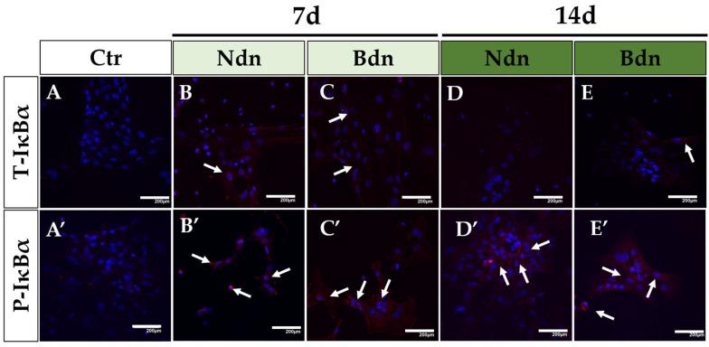https://cdn.ncbi.nlm.nih.gov/pmc/blobs/5c4a/10932267/80406c4eb3aa/ijms-25-02833-g002.jpg
