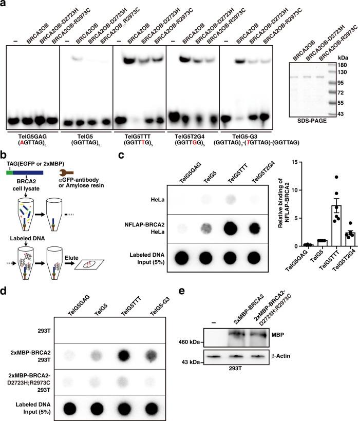 https://cdn.ncbi.nlm.nih.gov/pmc/blobs/5c4d/9192595/bc1f365cc1a8/41467_2022_31156_Fig6_HTML.jpg