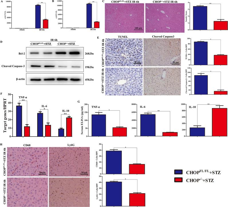 https://cdn.ncbi.nlm.nih.gov/pmc/blobs/5c4f/8921205/8d6e70a3a121/41420_2022_910_Fig4_HTML.jpg